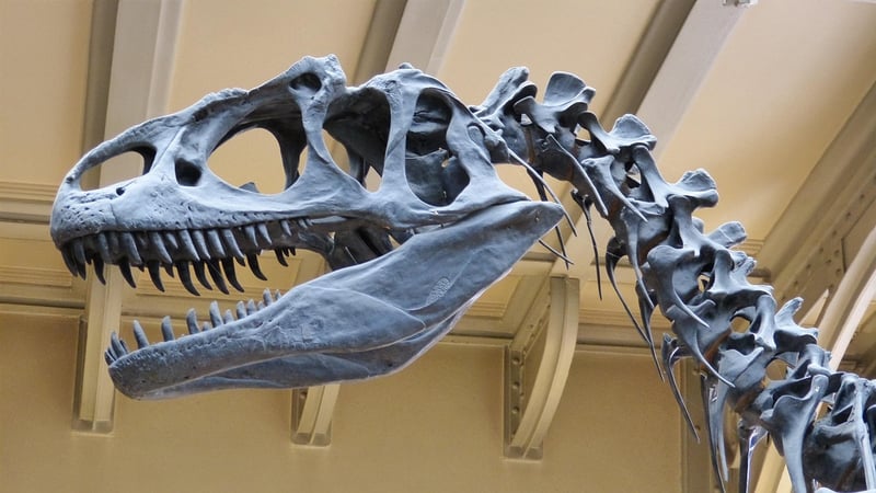 Tyrannosaurus Rex